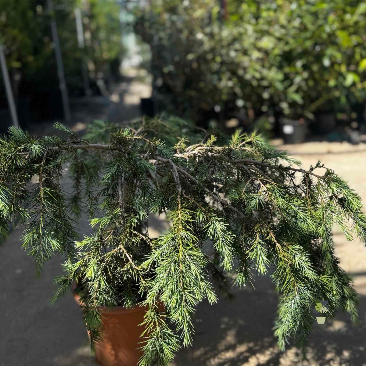 Κέδρος (Cedrus spp.) | Αειθαλές Κωνοφόρο για Μεγάλους Κήπους & Πάρκα - 2